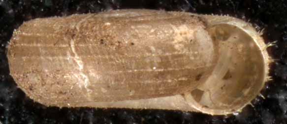 VA_LandSnails