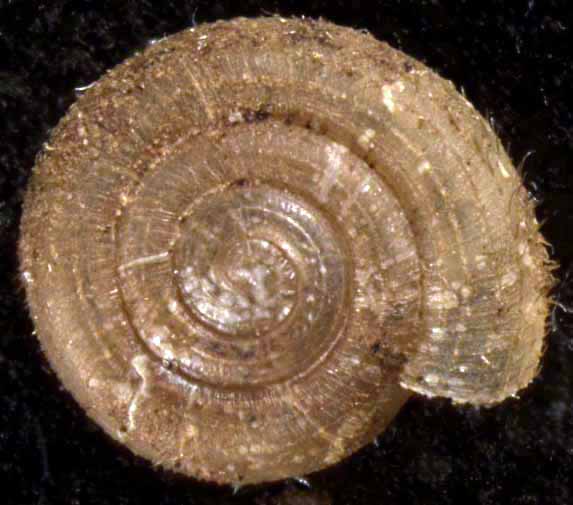 VA_LandSnails