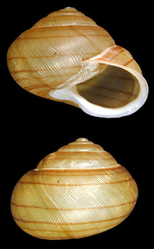 PA_LandSnails