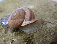 VA_LandSnails