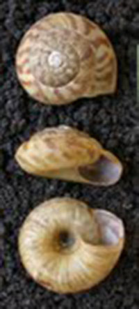 VA_LandSnails