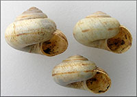 VA_LandSnails