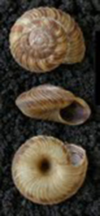 VA_LandSnails