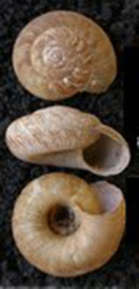 VA_LandSnails