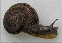 VA_LandSnails