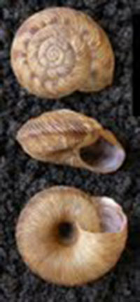 VA_LandSnails