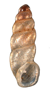 VA_LandSnails