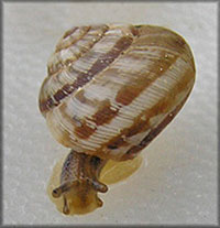 VA_LandSnails