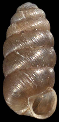 VA_LandSnails