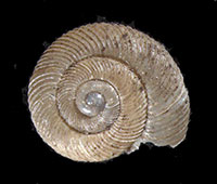 VA_LandSnails