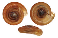 VA_LandSnails