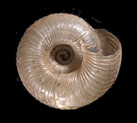 VA_LandSnails