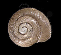 VA_LandSnails