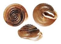 VA_LandSnails