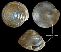 VA_LandSnails