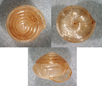 VA_LandSnails