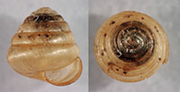 VA_LandSnails