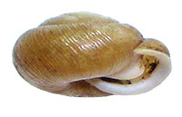 VA_LandSnails