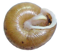 VA_LandSnails