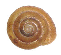 VA_LandSnails