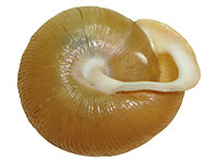 VA_LandSnails