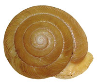 VA_LandSnails