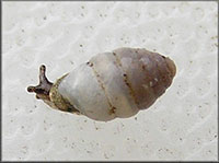 VA_LandSnails