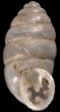 VA_LandSnails