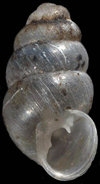 VA_LandSnails