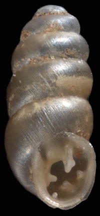 VA_LandSnails