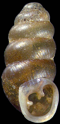 VA_LandSnails