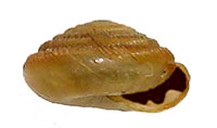 VA_LandSnails