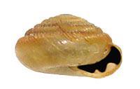 VA_LandSnails