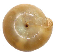 VA_LandSnails