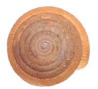 VA_LandSnails