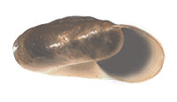 VA_LandSnails