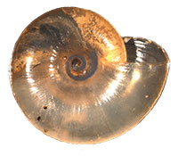 VA_LandSnails