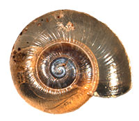 VA_LandSnails