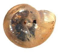 VA_LandSnails