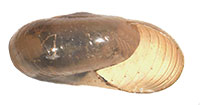 VA_LandSnails