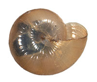 VA_LandSnails