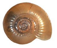 VA_LandSnails