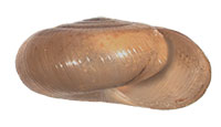 VA_LandSnails