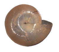 VA_LandSnails