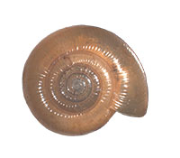 VA_LandSnails