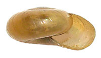 VA_LandSnails