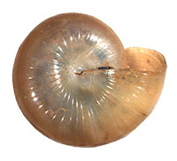 VA_LandSnails