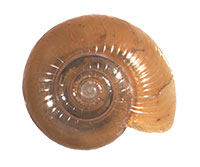 VA_LandSnails