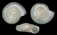 VA_LandSnails