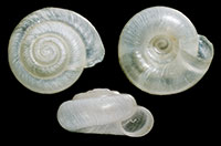 VA_LandSnails